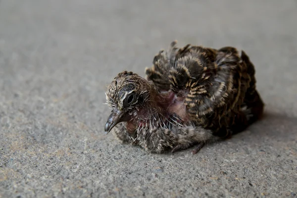 Little bird baby zebra dove stand alone