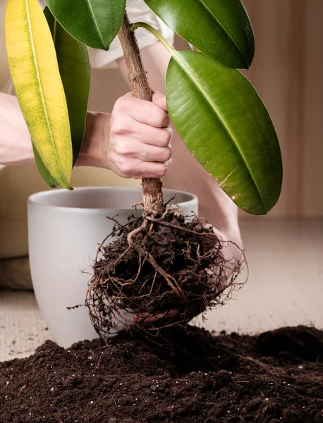 Transplanting a plant