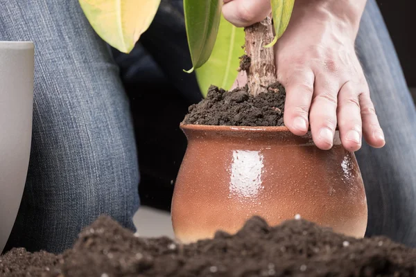 Transplanting a plant