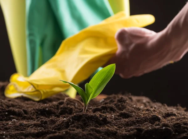 Sprout in ground