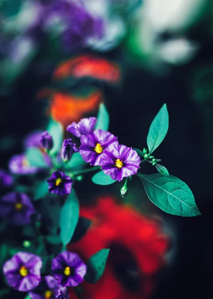 Beautiful fairy dreamy magic purple red flowers with dark green blue leaves, blurry background, toned with instagram filters in retro vintage color style, soft selective focus, shallow depth of field