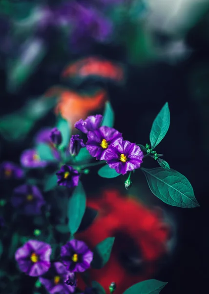 Beautiful fairy dreamy magic purple red flowers with dark green blue leaves, blurry background, toned with instagram filters in retro vintage color style, soft selective focus, shallow depth of field