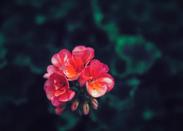 Beautiful fairy dreamy magic pink red flowers with dark green leaves, toned with instagram filters in retro vintage color, soft selective focus, blurry background, copyspace for text