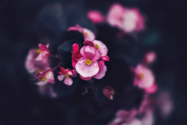 Beautiful fairy dreamy magic pink purple flowers on faded blurry background, toned with instagram filters in retro vintage style with film effect, soft selective focus, copyspace for text