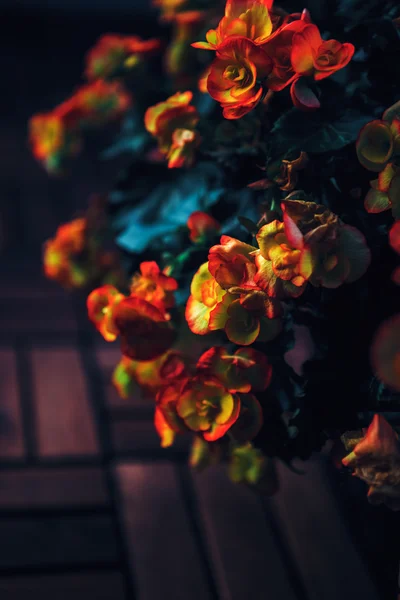 Beautiful fairy dreamy magic red and yellow flowers with dark green leaves, retro vintage style, shabby chic effect, soft selective focus, blurry background, copyspace for text