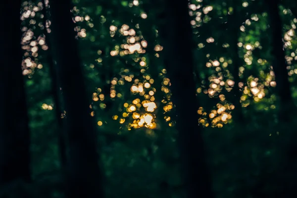 Beautiful fairy dreamy magic dark green  background of forest on summer sunset, toned with instagram filters in retro vintage color, soft selective focus, blurry background