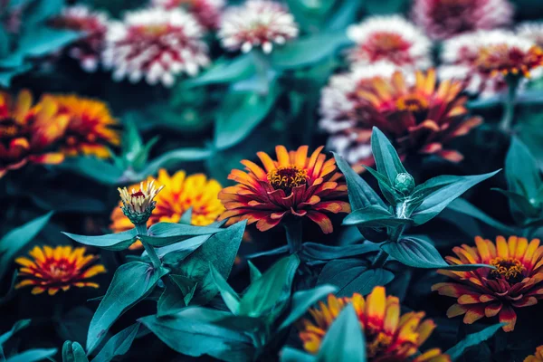 Beautiful fairy dreamy magic red and yellow zinnia flowers with dark green leaves, retro vintage style, soft selective focus, blurry background, copyspace for text