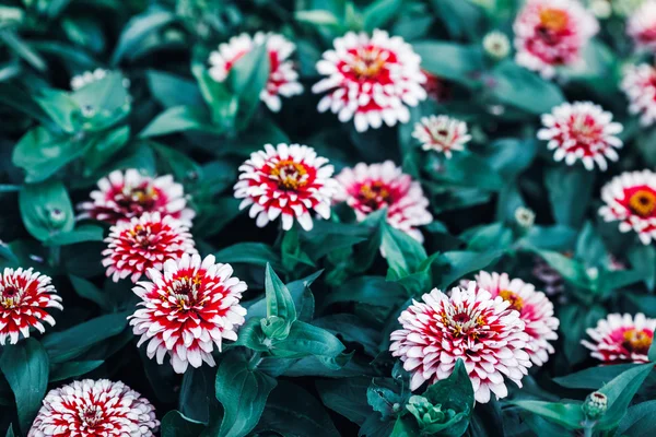 Beautiful fairy dreamy magic red and white zinnia flowers with dark green leaves, retro vintage style, soft selective focus, blurry background, copyspace for text
