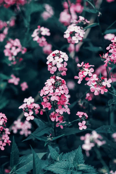 Beautiful fairy dreamy magic red pink flowers with dark green blue leaves, blurry background, toned with instagram filter in retro vintage color pastel, soft selective focus, shallow depth of field