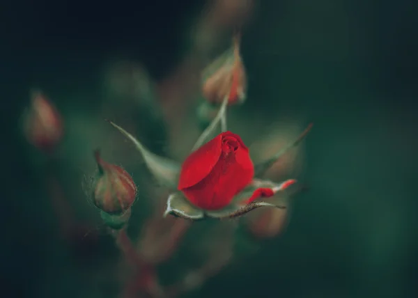 Beautiful fairy dreamy magic red crimson rose flowers on faded blurry green background, toned with instagram filters in retro vintage style with film effect, soft selective focus