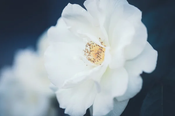 Beautiful fairy dreamy magic white beige creamy roses flowers on faded blurry green blue background, toned with instagram filters in retro vintage style with film effect, soft selective focus