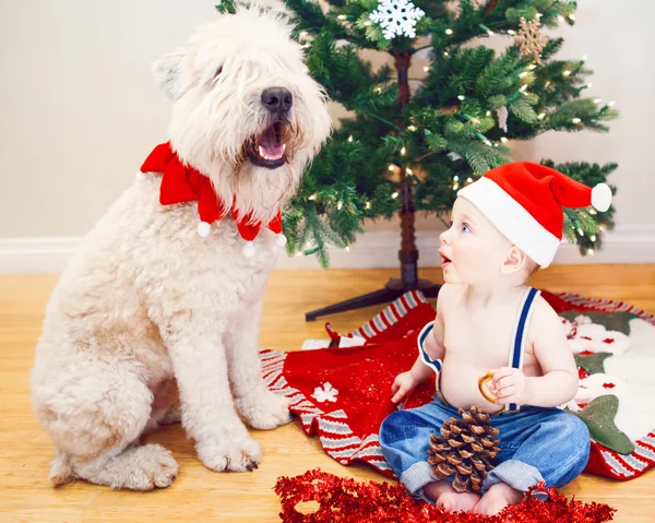 Candid lifestyle portrait of happy surprised funny white Caucasian baby boy in new year Christmas Santa hat sitting on floor indoor at home looking at large big pet dog