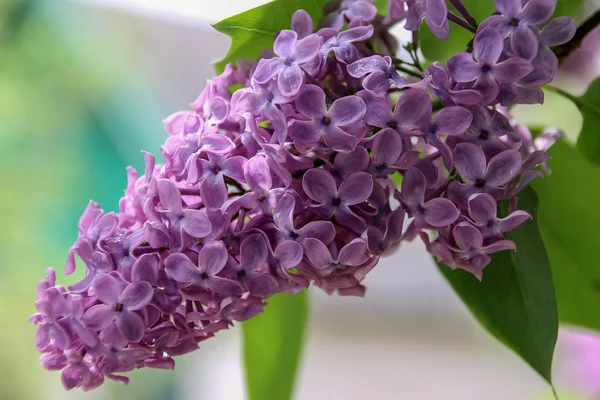 Lilac flowering at the springtime.