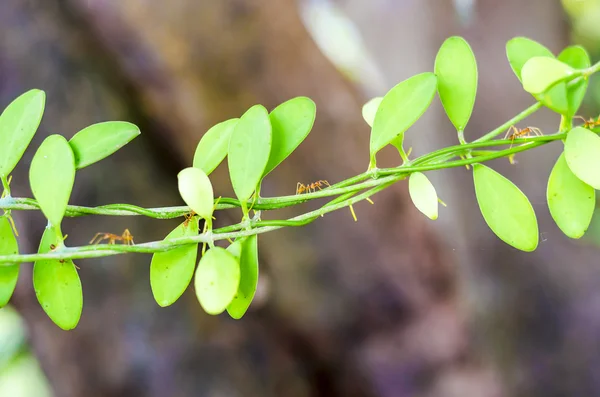 Ants walk on climber plant