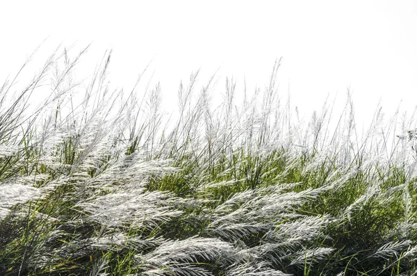 White wild grasses