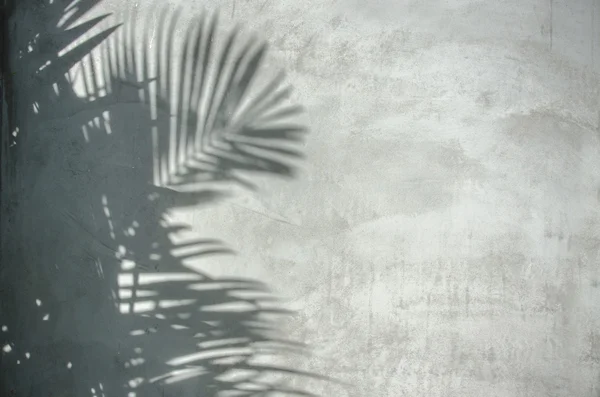 Palm leaf shadow on the wall