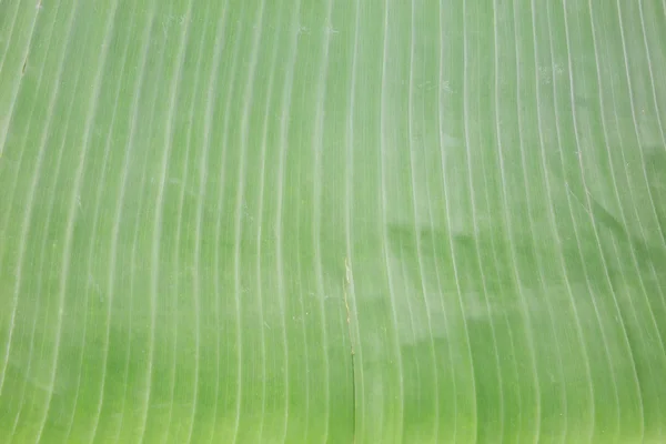 Closeup of green banana leaf texture background