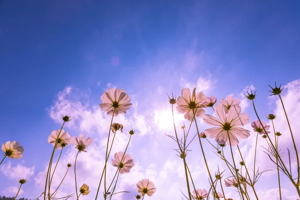 Purple, pink, red, cosmos flowers in the garden with blue sky and sunlight background in vintage style soft focus.