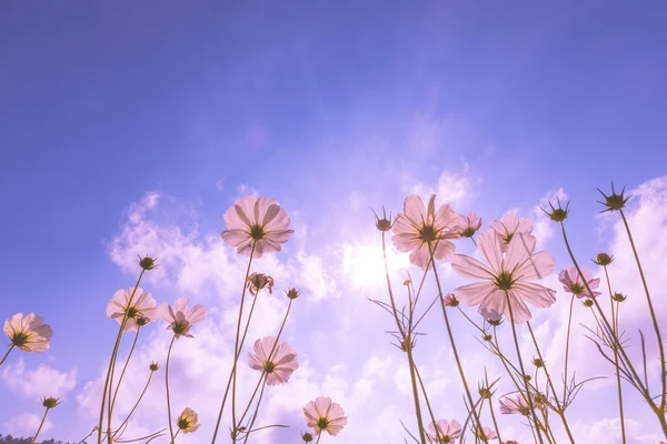Purple, pink, red, cosmos flowers in the garden with blue sky and sunlight background in vintage pink style soft focus.