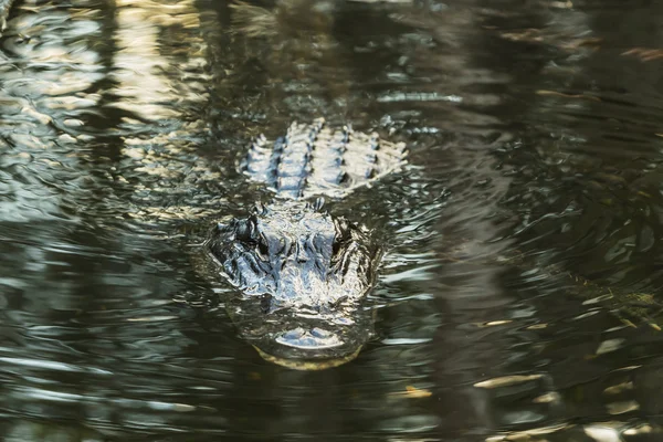 American alligator in the Florida Everglades.
