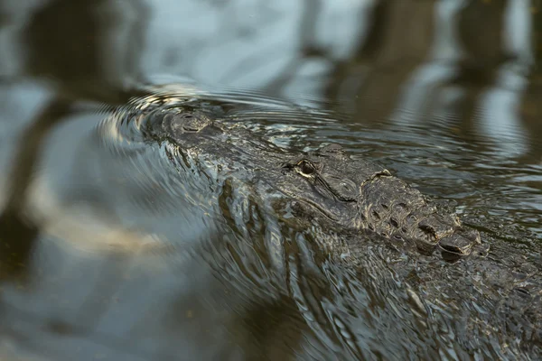 American alligator in the Florida Everglades.