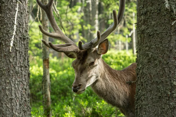 Portrait of majestic powerful adult deer among the trees in a forest in Sumava