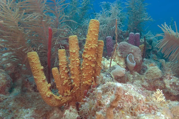 Sea life and coral at island underwater reef