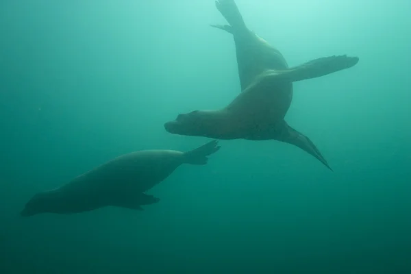 Sea lions swimming at California Channel Islands underwater reef