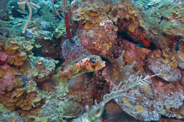 Coral reef underwater sea life
