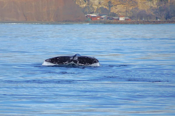 Whale tail of California Gray Whale at Pacific Ocean