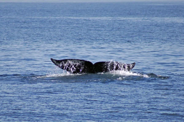 Whale tail of California Gray Whale at Pacific Ocean