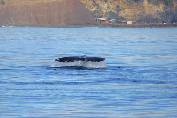 Whale tail of California Gray Whale at Pacific Ocean