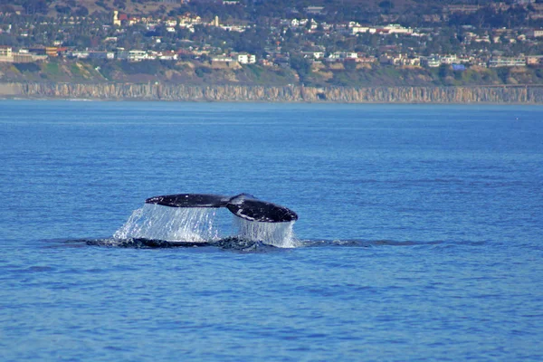 Whale tail of California Gray Whale at Pacific Ocean