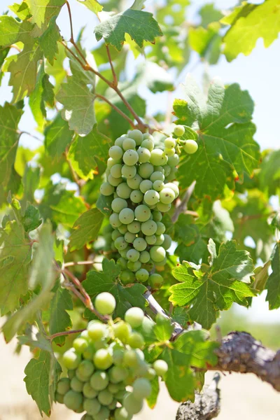 Grapes grow on the vine at a California vineyard