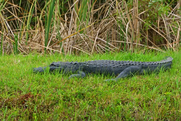 Florida Swamp Wild Animals Hunting