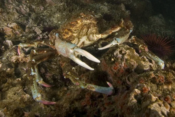 Crab sea life underwater California island reef