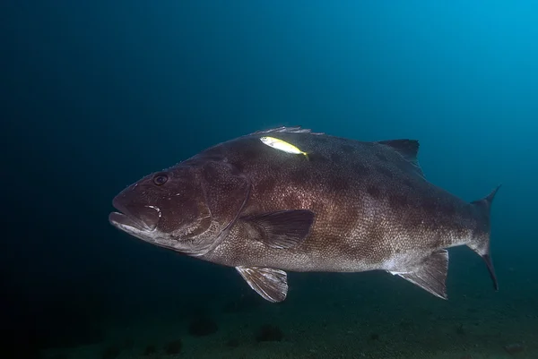 Fish Giant Black Sea Bass
