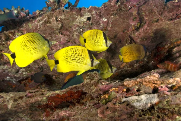 Tropical Hawaii butterfly fish at coral reef