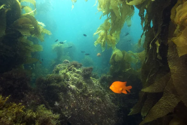 Sea life underwater at California reef