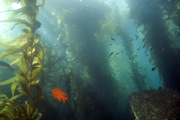 Fish and sea life at California underwater kelp forest reef