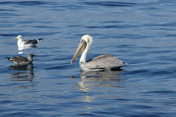 Pelican and seagull floating in open Pacific Ocean off California coast