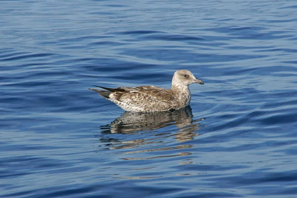 Seagull floating in open Pacific Ocean off California coast