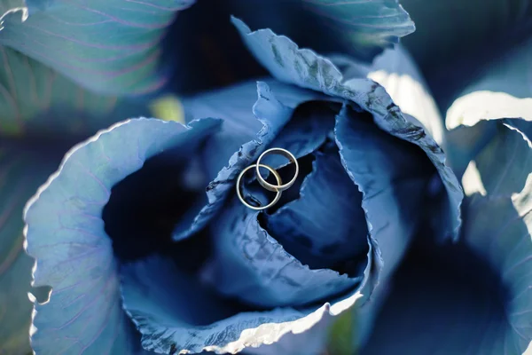 Two wedding rings on blue cabbage