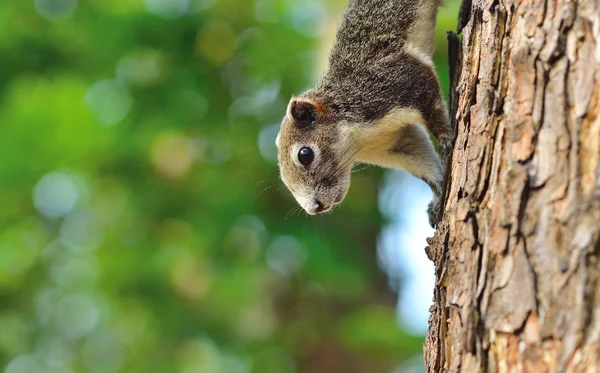 Close up half the squirrel chipmunk perched on a small tree native to tropical forests .