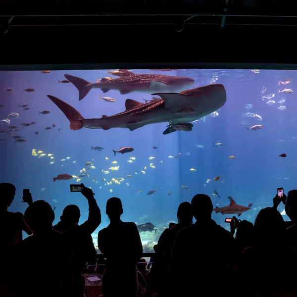 Interior of Georgia Aquarium with the people