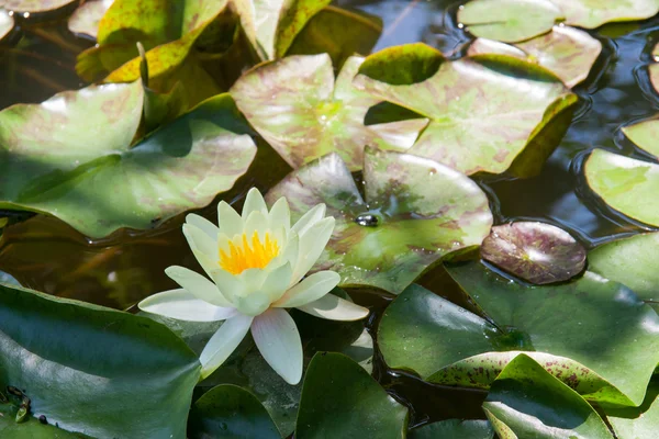 Small pool with lily flower