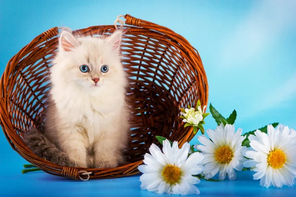 Neva masquerade kitten in basket