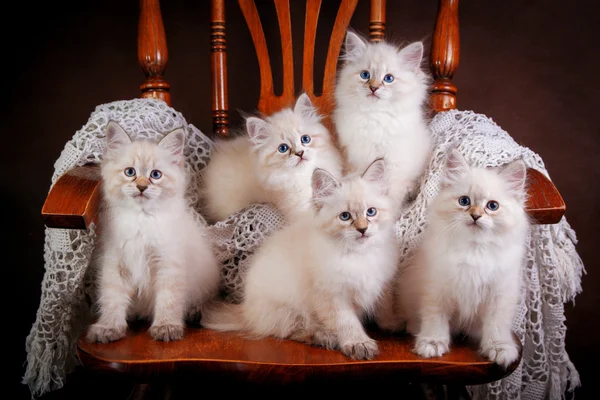 Group of Neva masquerade kittens on brown background