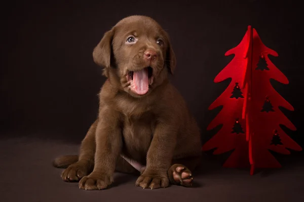 Chocolate labrador puppy sitting on brown background near the Christmas tree and yawns