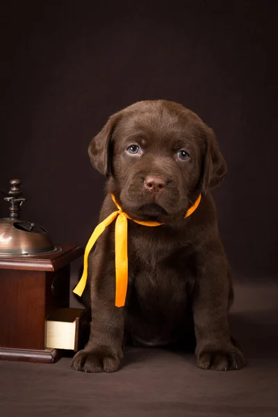 Chocolate labrador puppy sitting on brown background near wooden coffee grinder and looking to the camera